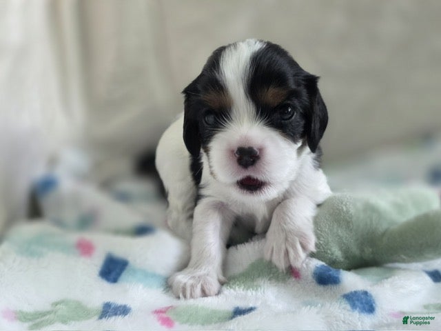 Cavalier King Charles Spaniel dogs Booba - Ad 2