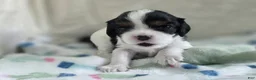 Cavalier King Charles Spaniel dogs for sale: Booba - Ad 2