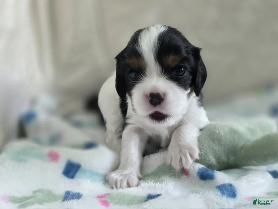 Cavalier King Charles Spaniel dogs for sale: Booba - Ad 2