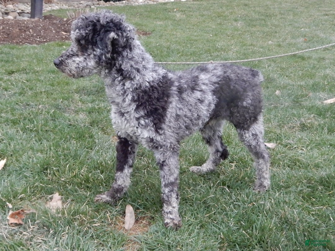 Sheepadoodle dogs for sale: Panda (medium) - Ad 50