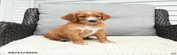 Mixed Breed dogs for sale: Copper - Ad 2