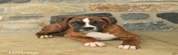 Boxer dogs for sale: Hunter  - Ad 4
