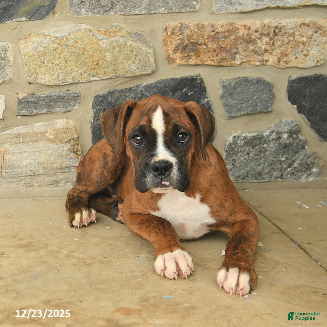 Boxer dogs for sale: Hunter  - Ad 4