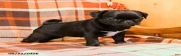 Pug dogs for sale: Betty    - Ad 3