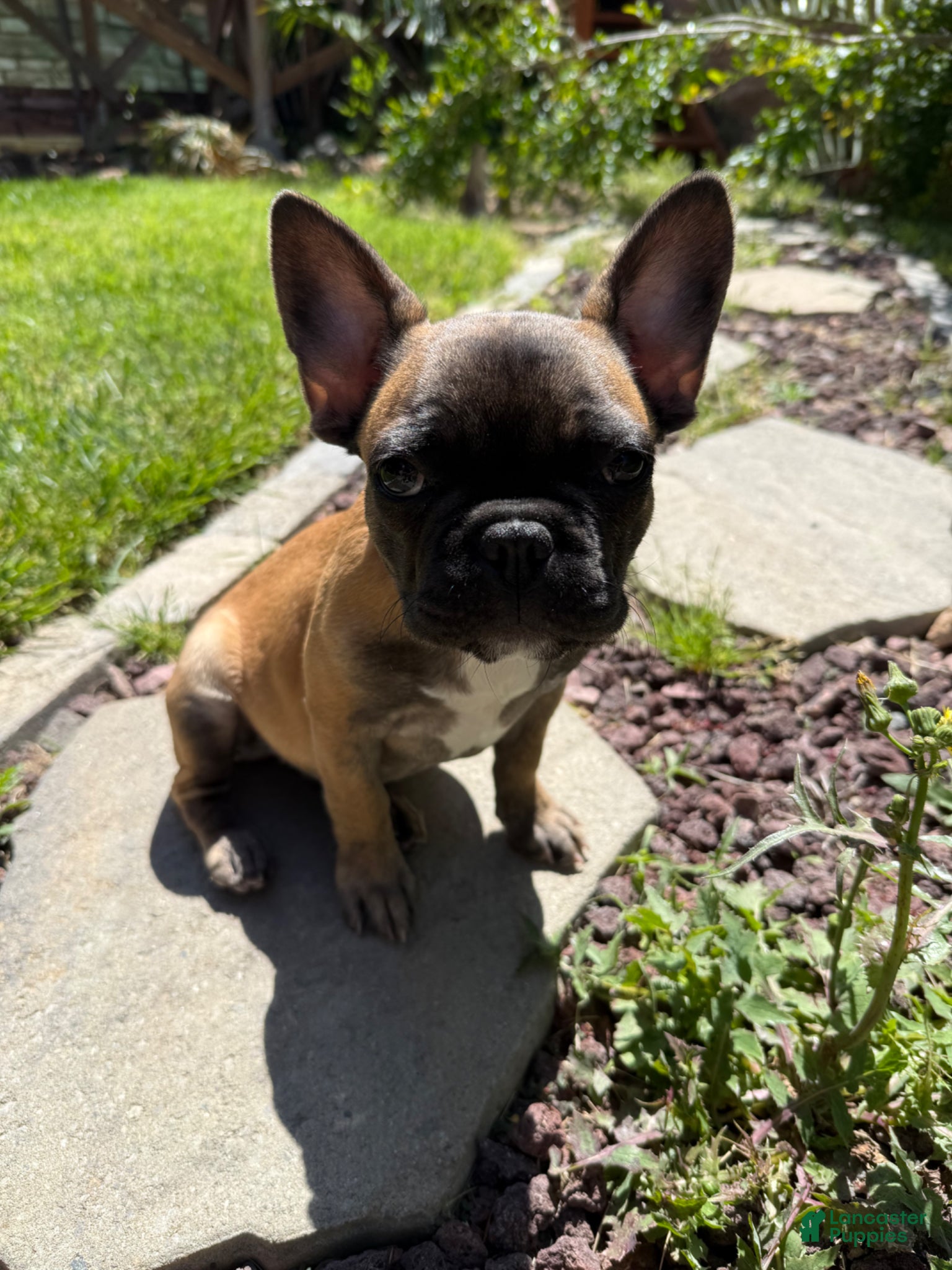 French Bulldog dogs French Bulldog Puppy 1 - Ad 2