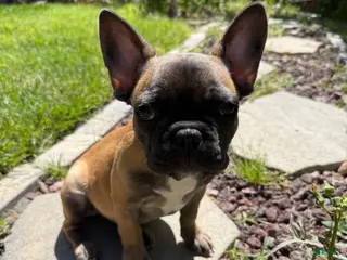 French Bulldog dogs French Bulldog Puppy 1 - Ad 2