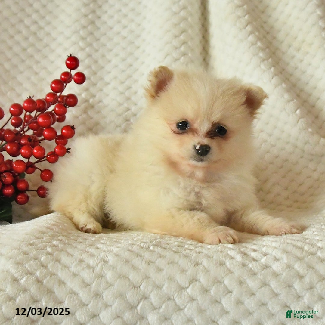 Pomeranian dogs for sale: Patty - Ad 3