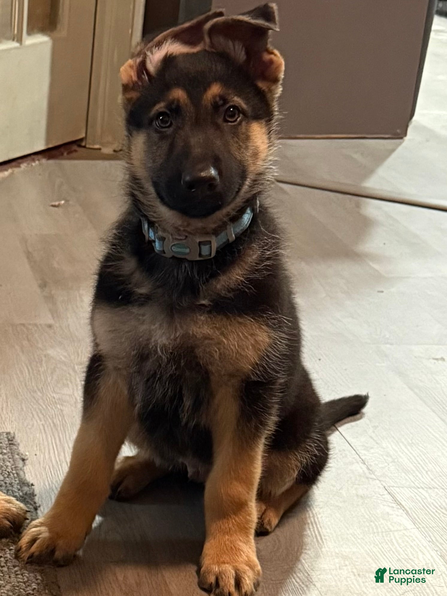 German Shepherd dogs German Shepherd Puppy 1 - Ad 36