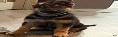 German Shepherd Puppy 1