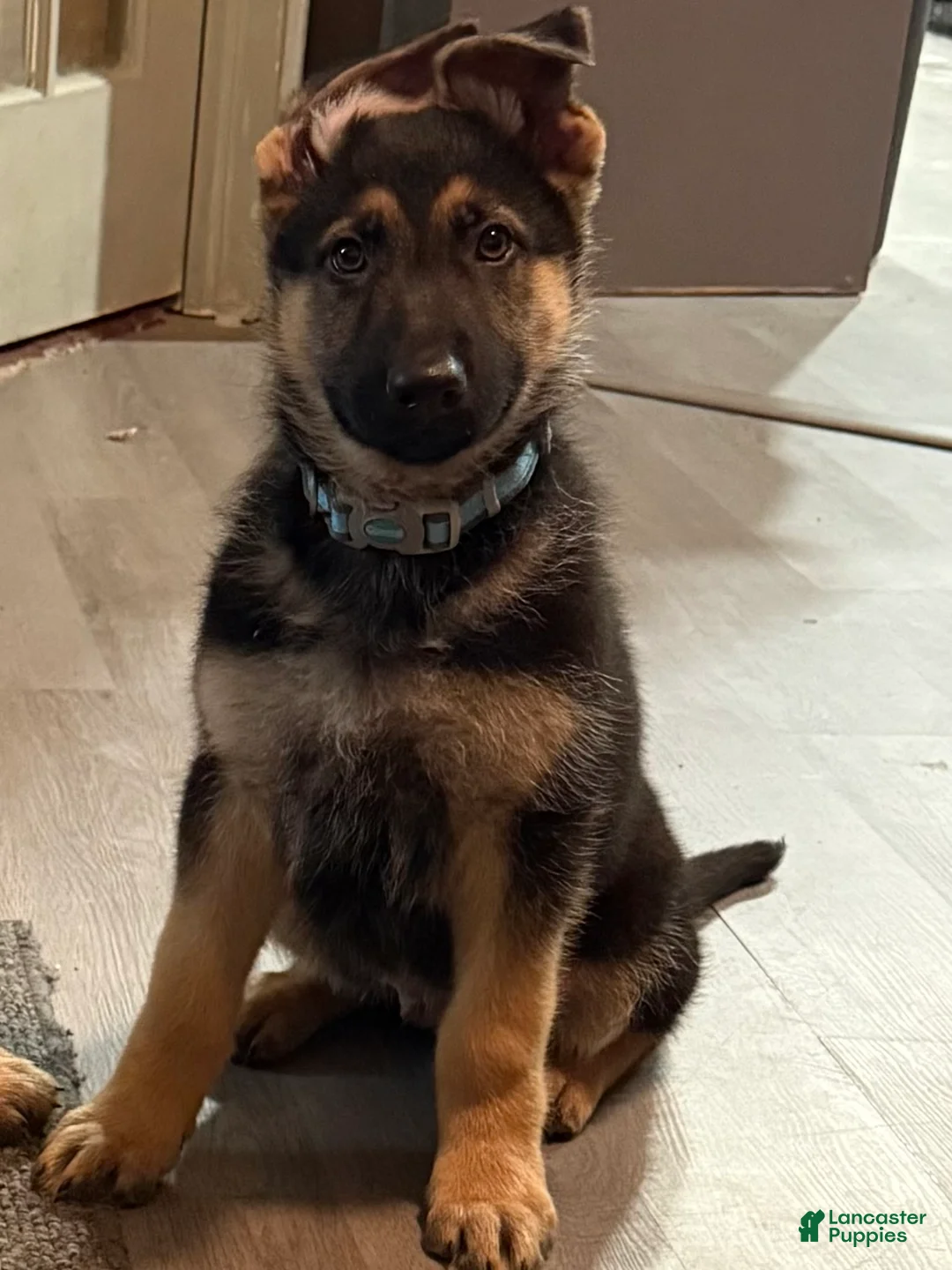 German Shepherd dogs for sale: German Shepherd Puppy 1 - Ad 1