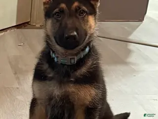 German Shepherd dogs German Shepherd Puppy 1 - Ad 36