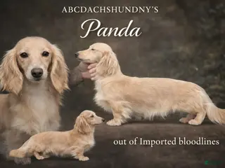 Miniature Dachshund dogs Panda - Ad 37