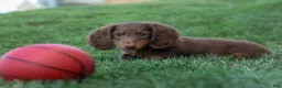 Miniature Dachshund dogs for sale: MARLEY - Ad 4