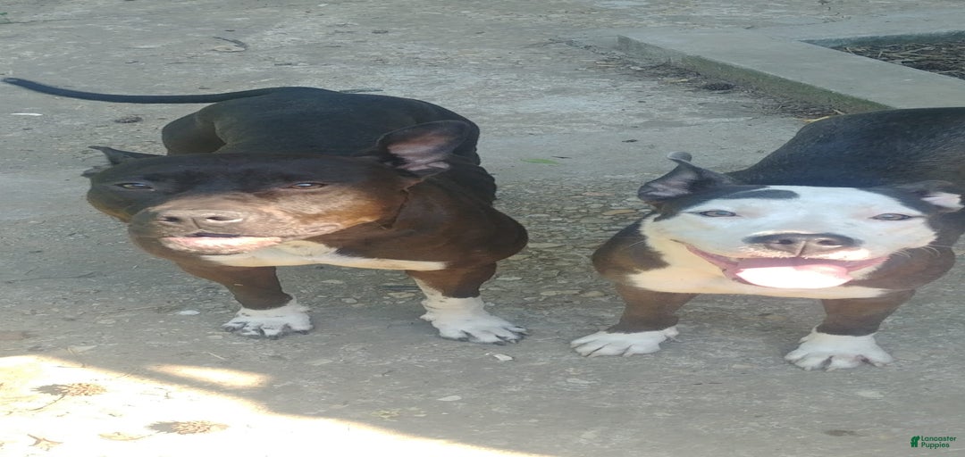 Gallery Image {{count}}