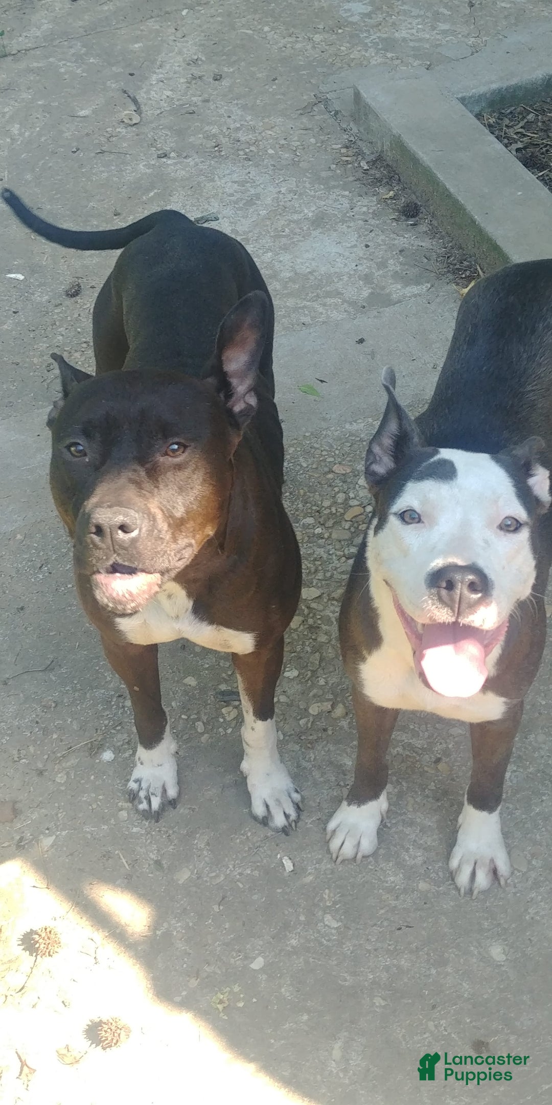 Gallery Image {{count}}