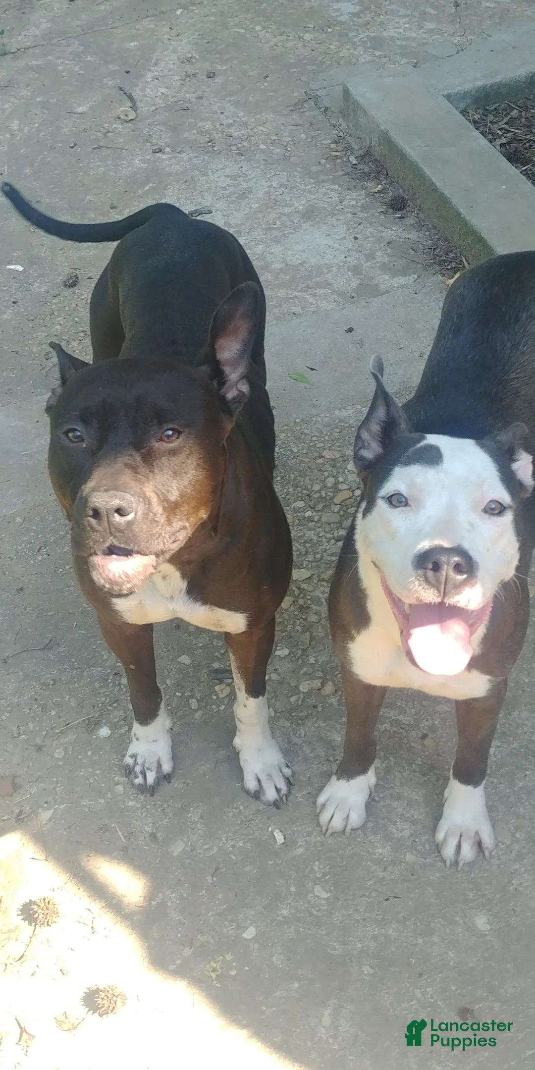 Gallery Image {{count}}