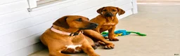 Rhodesian Ridgeback dogs for sale: Rhodesian Ridgeback -Bright  Yellow  - Ad 5