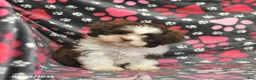 Shih Tzu dogs for sale: Honey   - Ad 3