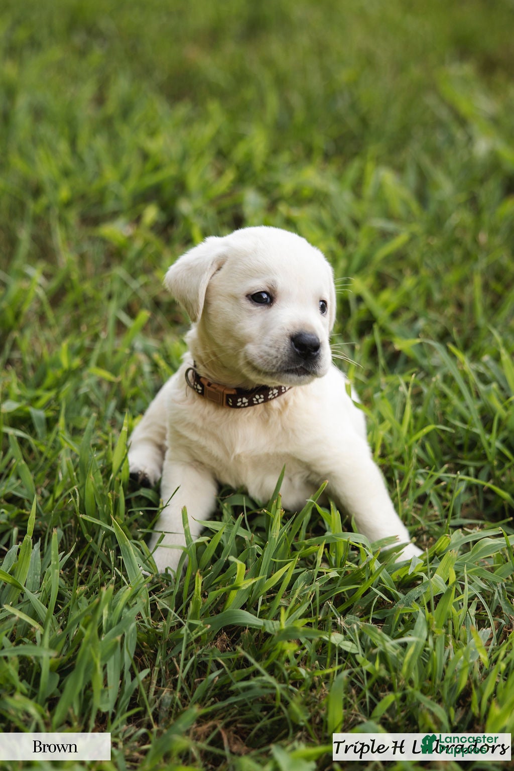 Labrador Retriever dogs Brown Collar - Ad 1