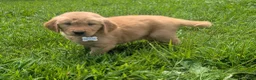 Golden Retriever dogs for sale: Max - Ad 4