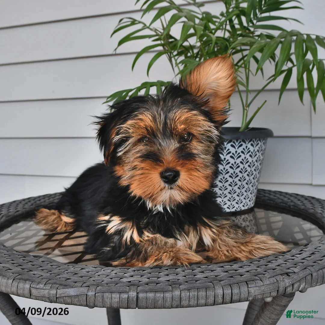 Yorkshire Terrier dogs for sale: Quinn - Ad 2