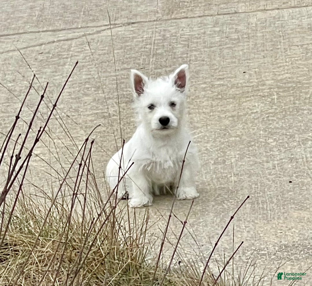 West Highland Terrier dogs for sale: Liam, AKC - Ad 1