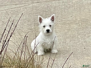 West Highland Terrier dogs Liam, AKC - Ad 14