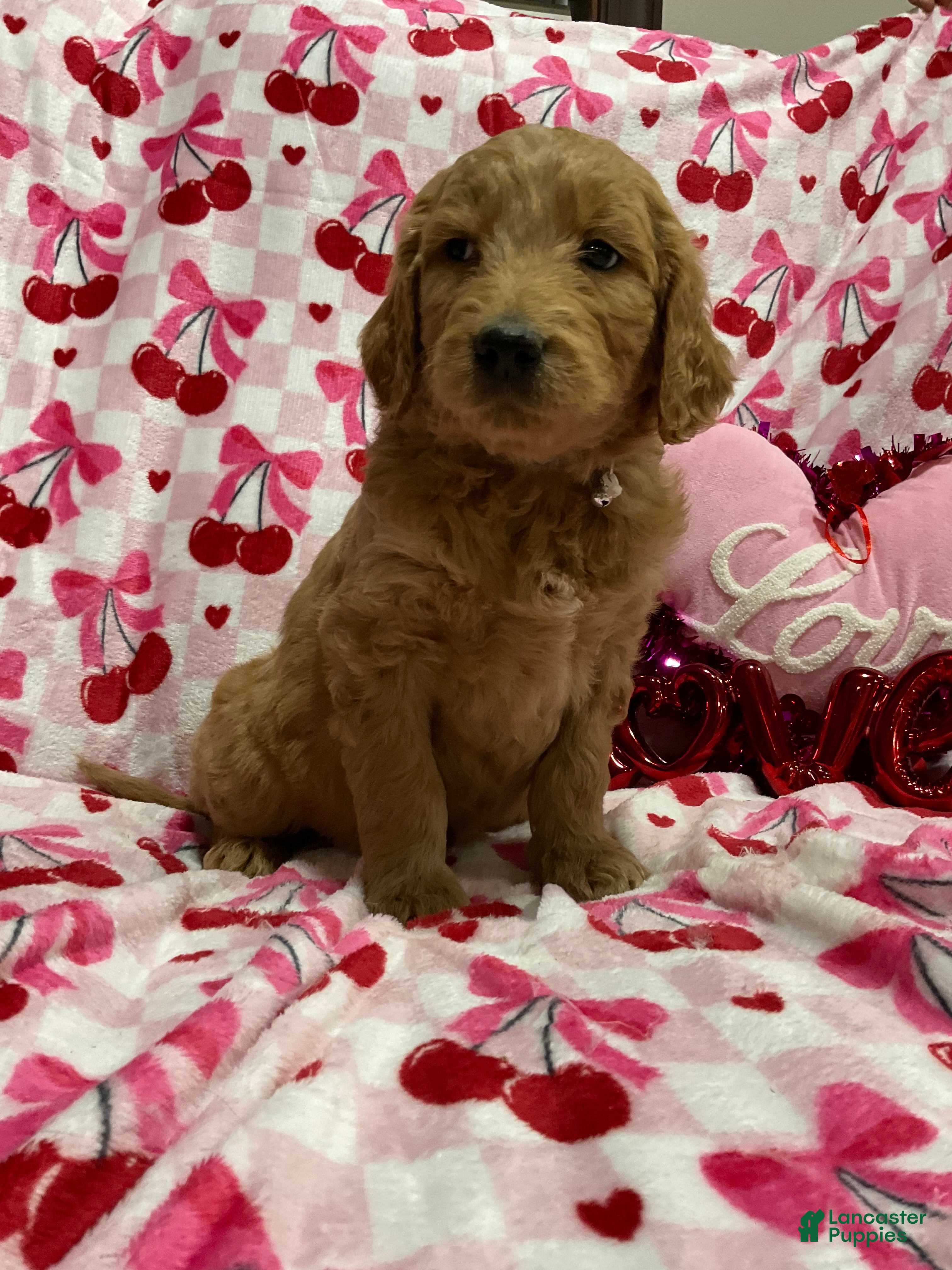 Goldendoodle dogs Caz - Ad 10