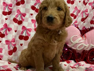 Goldendoodle dogs Caz - Ad 38