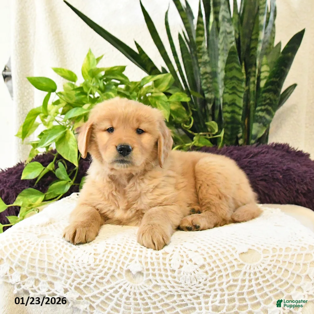 Golden Retriever dogs for sale: Toby - Ad 3