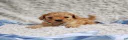 Cavapoo dogs for sale: Presley  - Ad 3