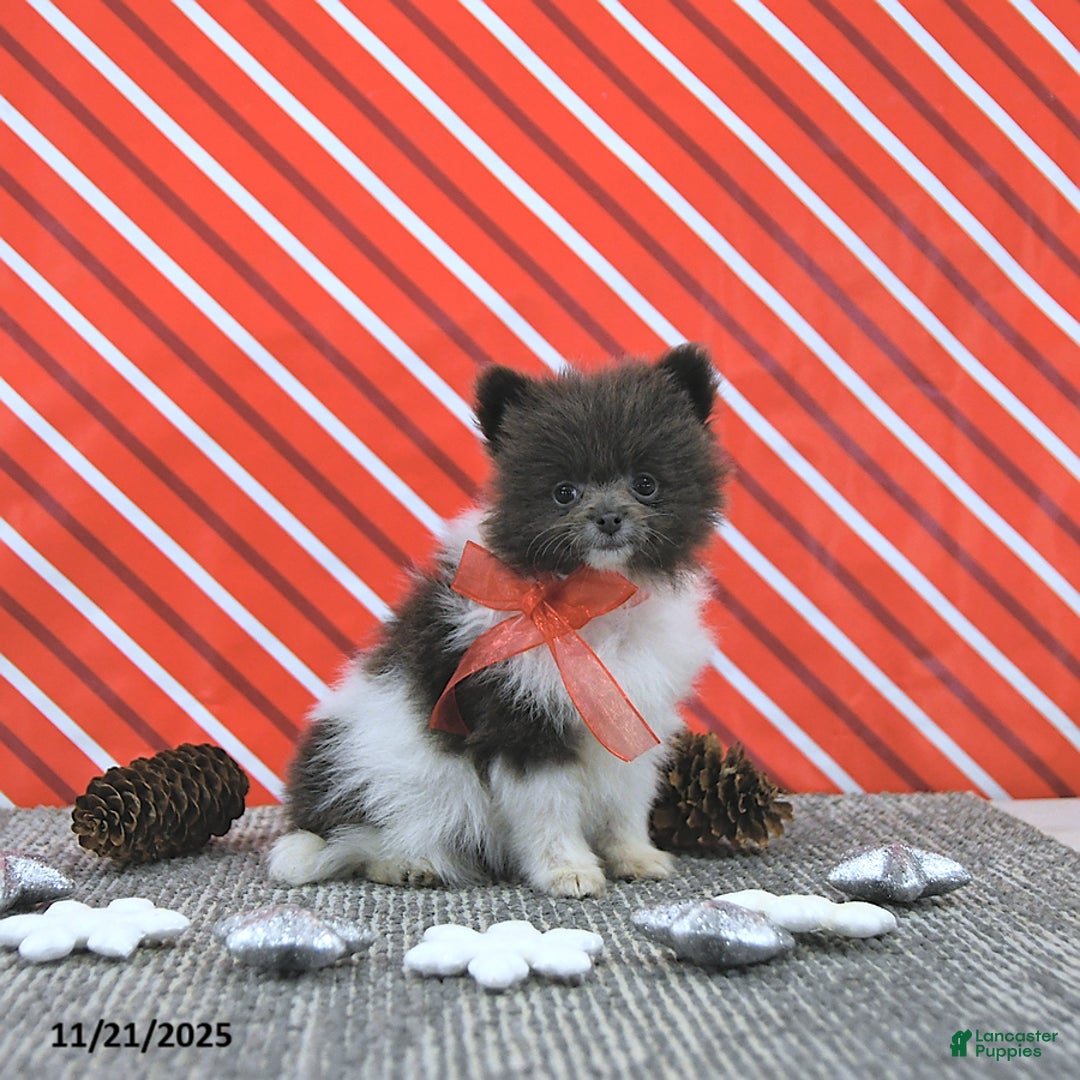 Pomeranian dogs for sale: Lana - Ad 7