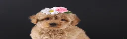 Shihpoo dogs for sale: Blossom - Ad 1