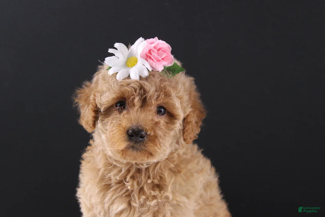 Shihpoo dogs for sale: Blossom - Ad 1