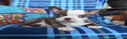 Boston Terrier dogs for sale: Queen Bee - Ad 3