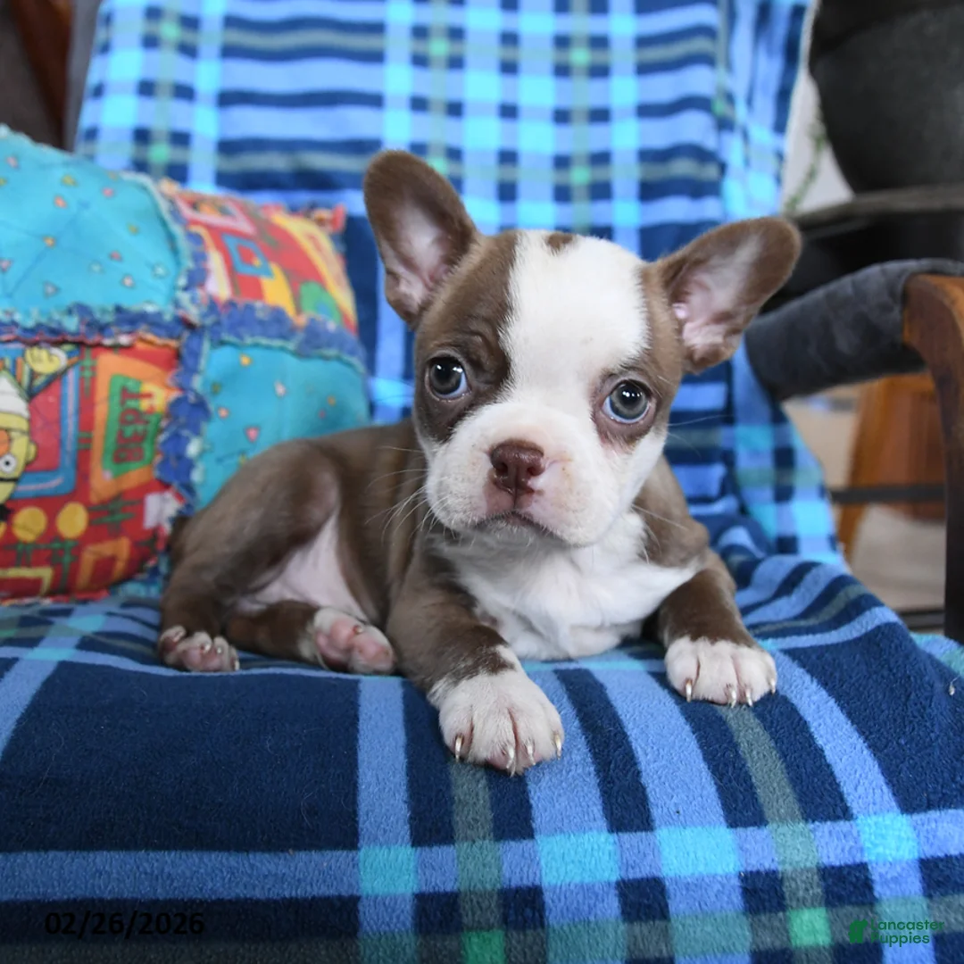 Boston Terrier dogs for sale: Queen Bee - Ad 3