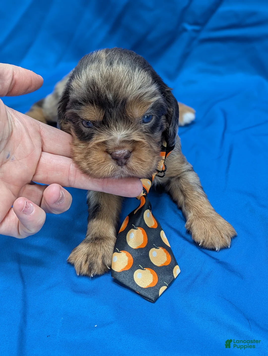 Cavalier King Charles Spaniel dogs for sale: Chocolate tri merle dark - Ad 2