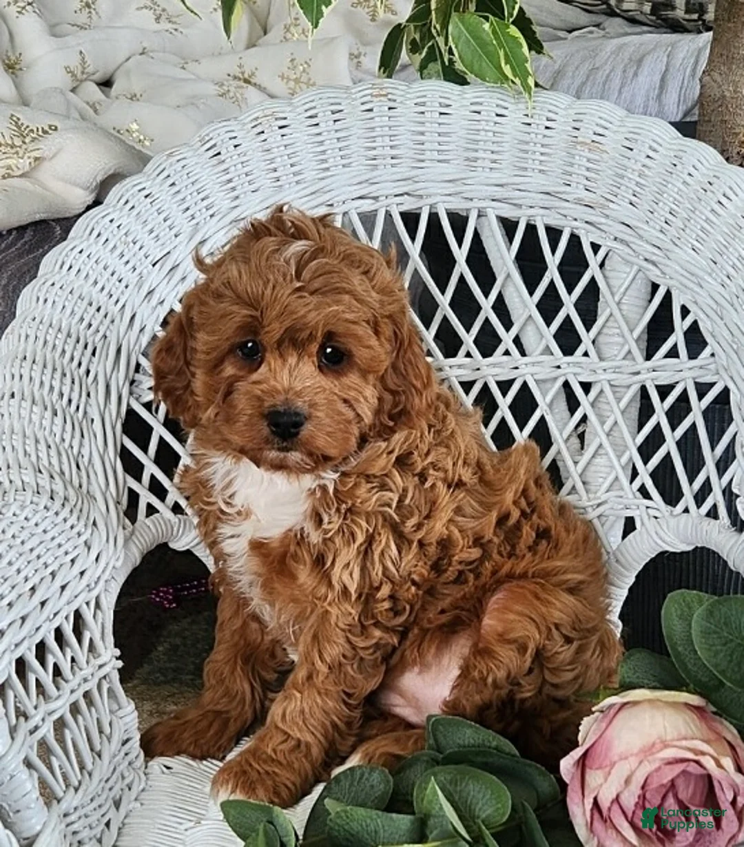 Cavapoo dogs for sale: Gem - Ad 3