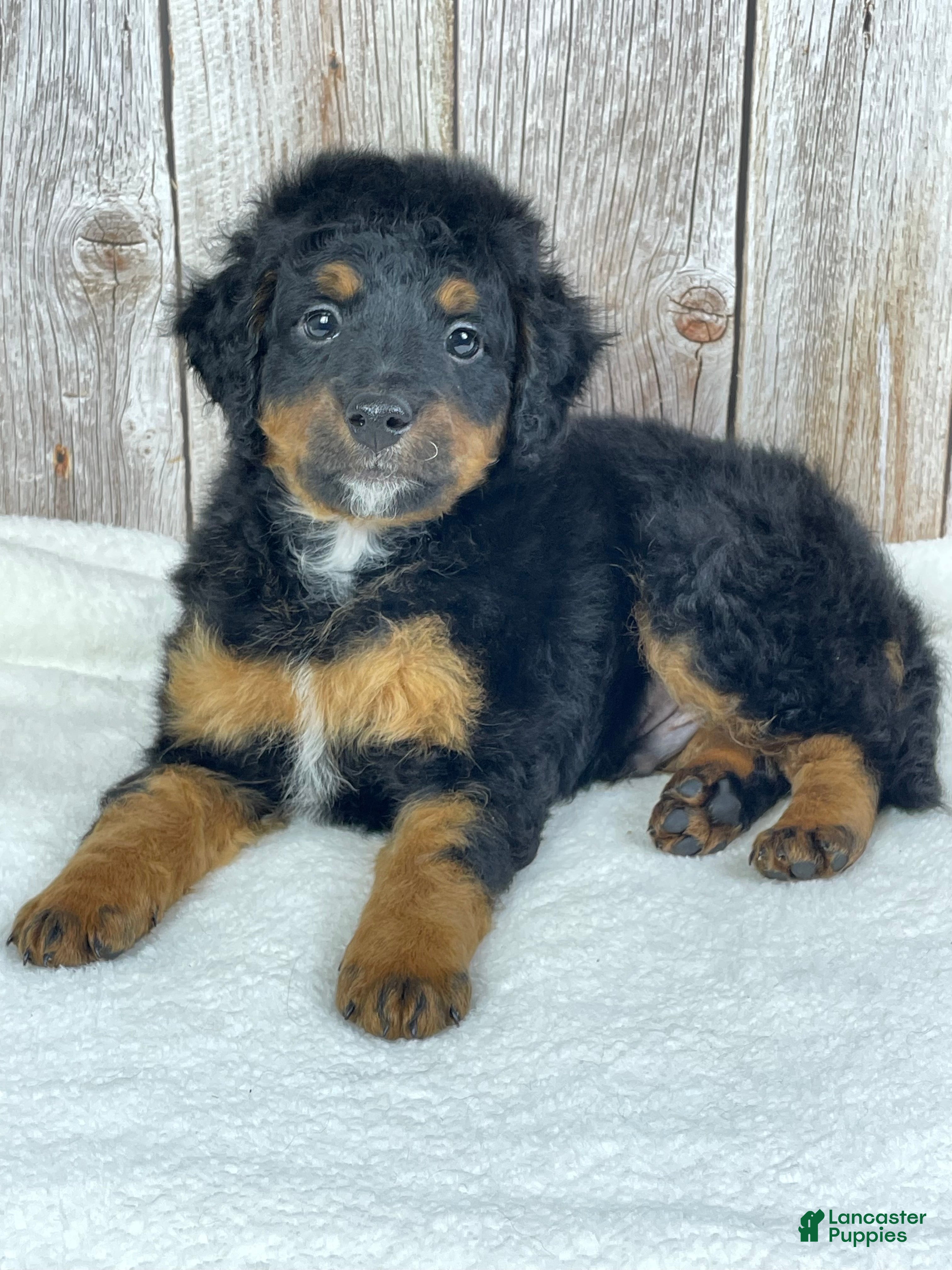 Mini Bernedoodle dogs Coco Mini Bernedoodle  - Ad 1