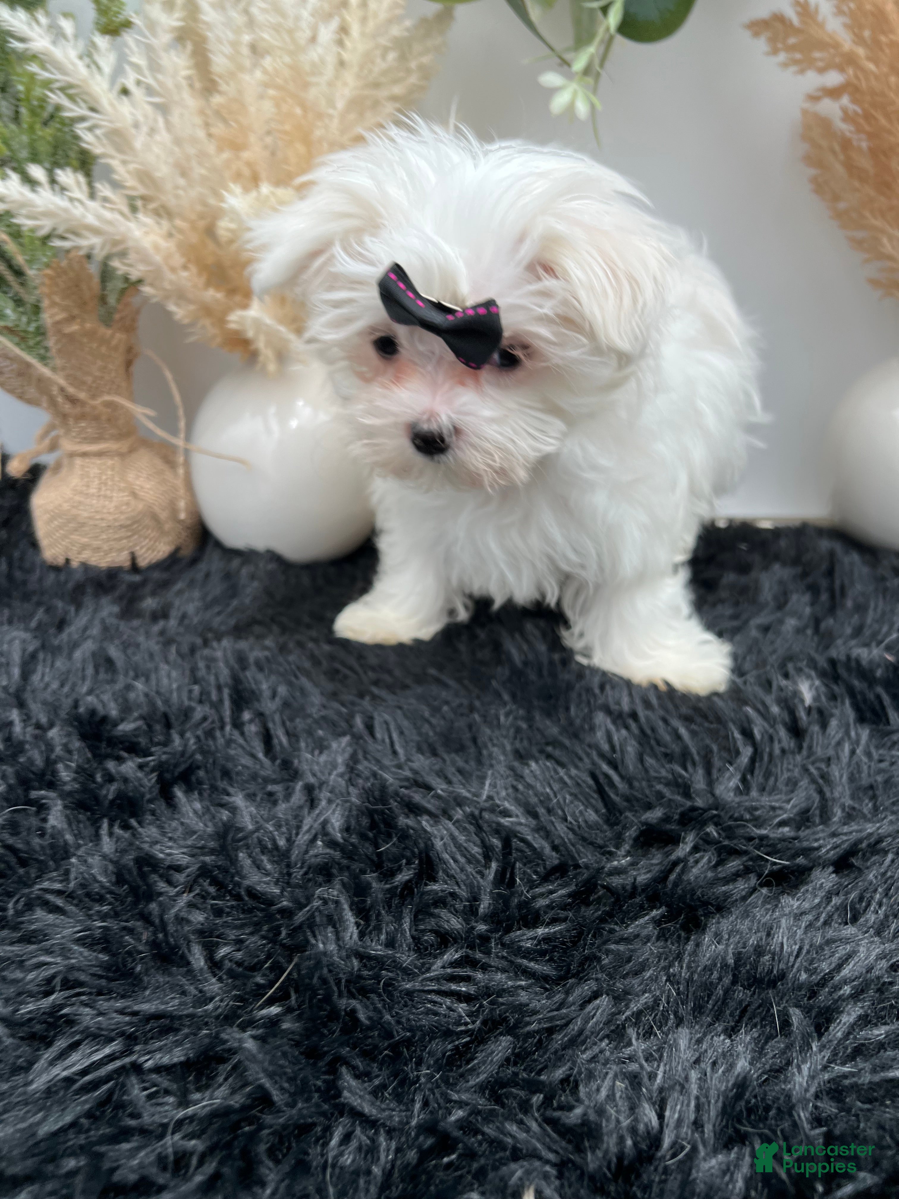 Maltese dogs AKC Missy the Korean Maltese $3000 - Ad 2