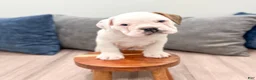 Beabull dogs for sale: Rolo - Ad 2