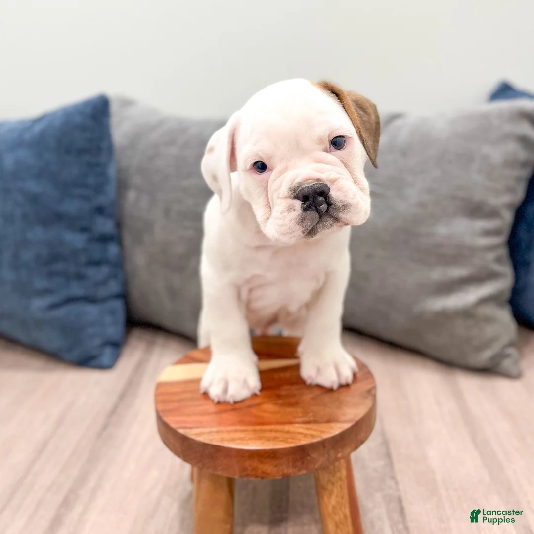 Beabull dogs for sale: Rolo - Ad 2