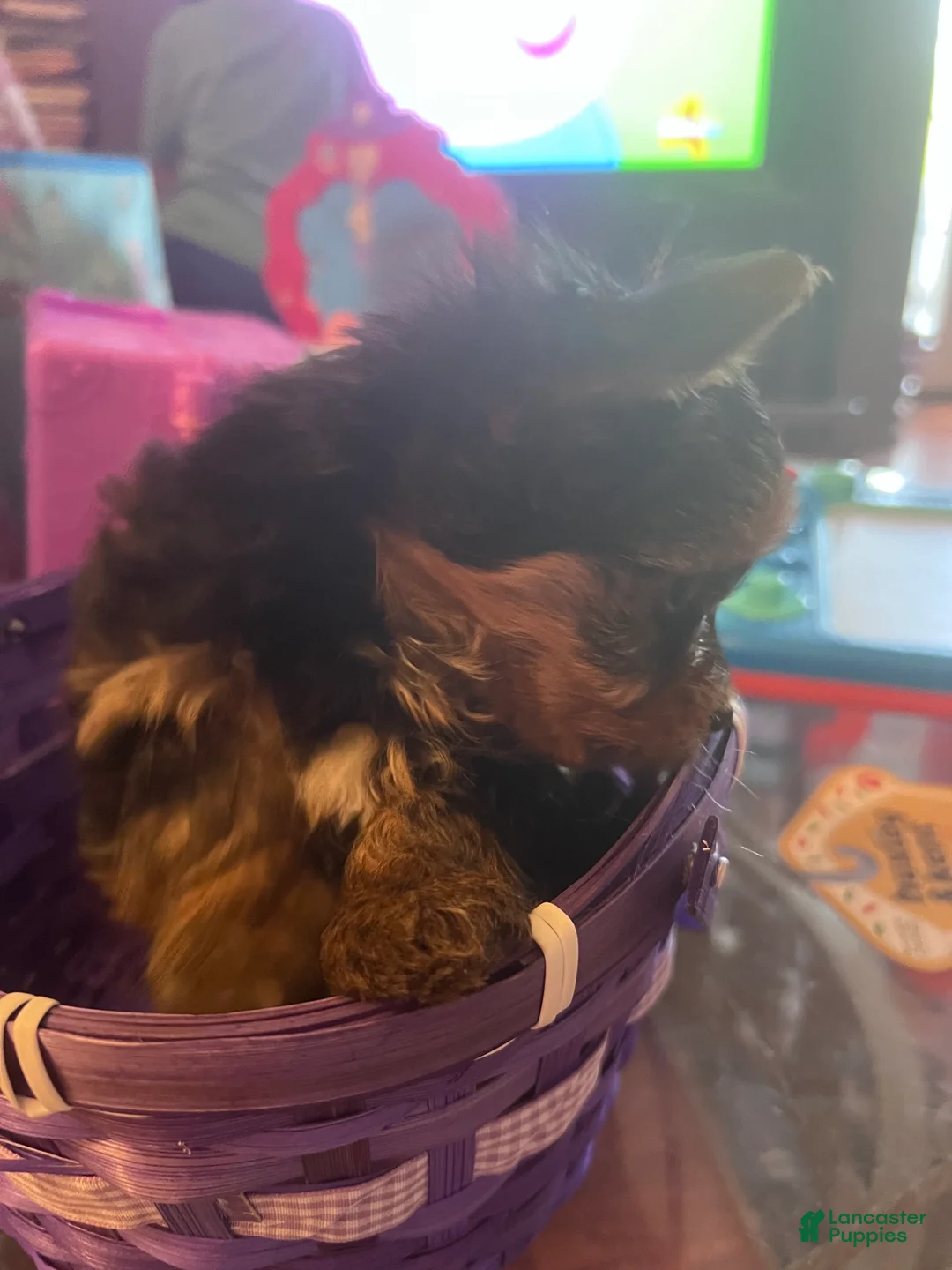 Yorkshire Terrier dogs for sale: Yorkshire Terrier Puppy 3 - Ad 2