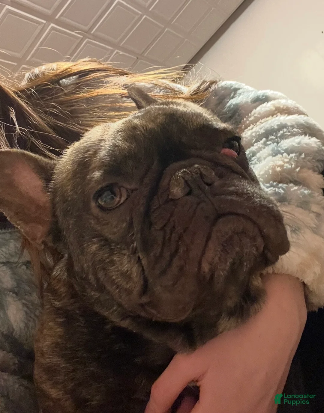 French Bulldog dogs for sale: French Bulldog  - Ad 2