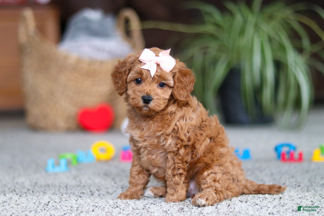 Cavapoo dogs for sale: Adele - Ad 8