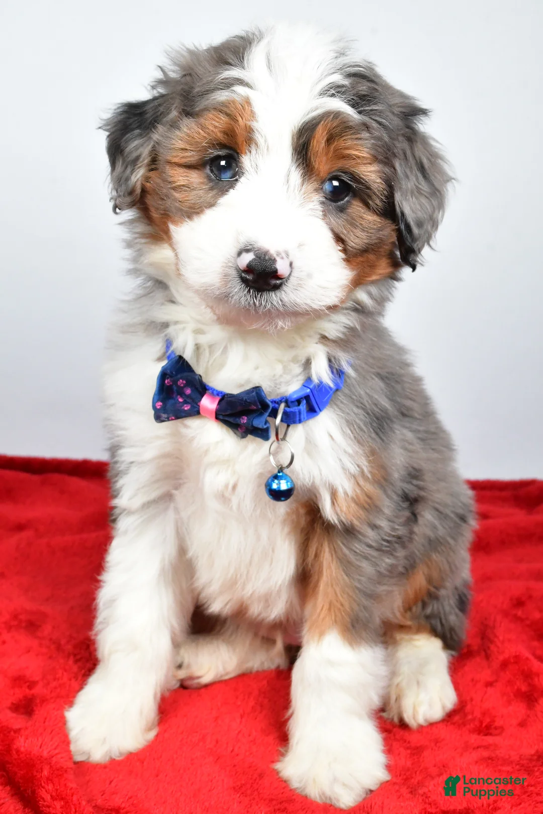 Mini Aussiedoodle dogs for sale: Gabrielle - Ad 5