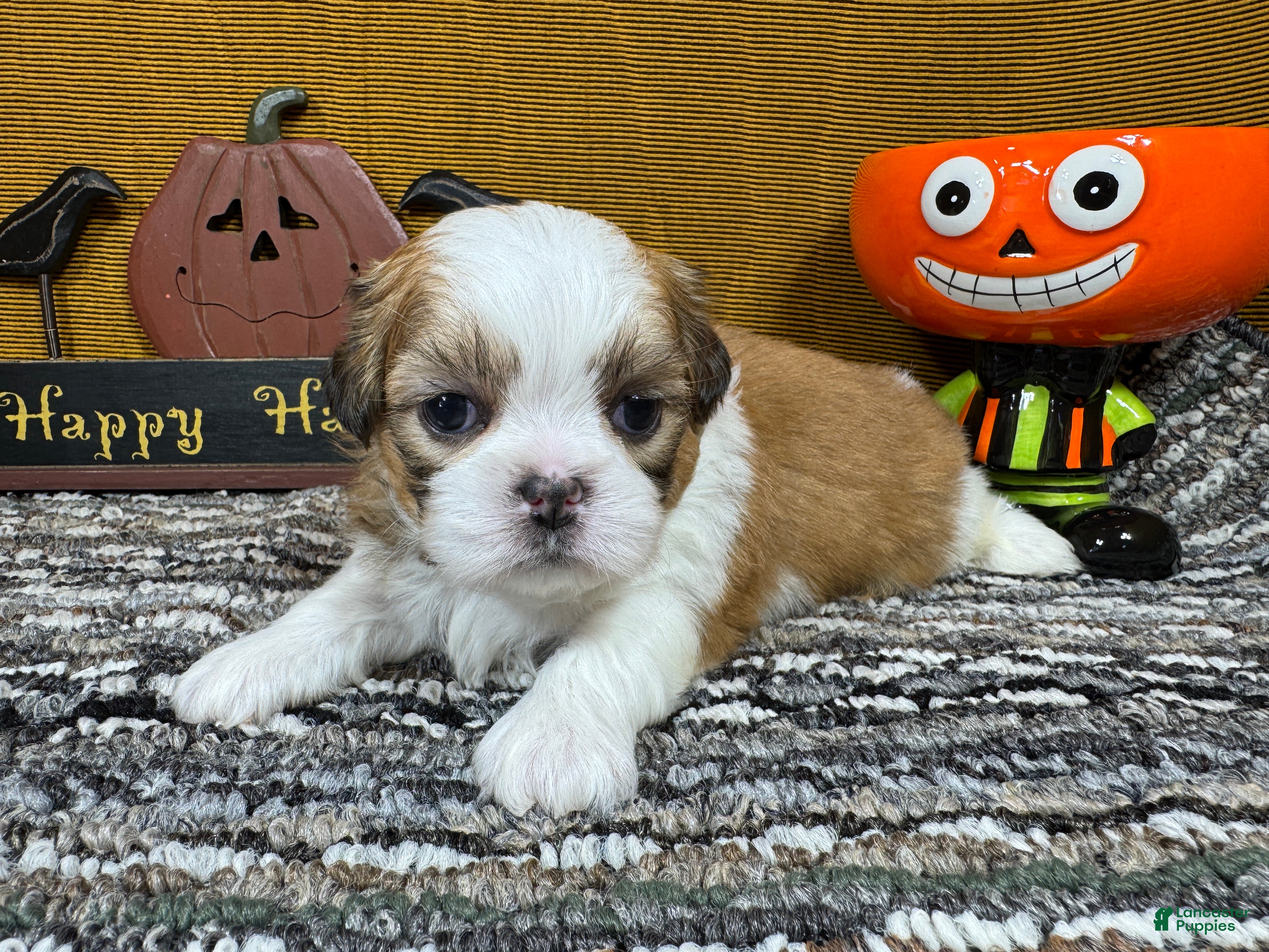 Shih Tzu dogs for sale: Shih Tzu 2 - Ad 16