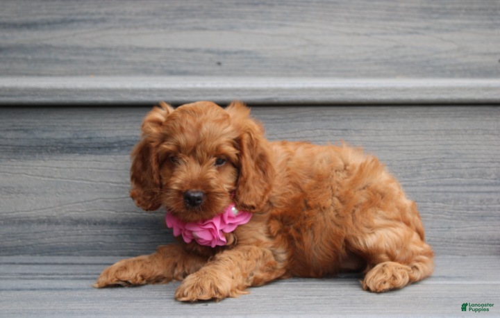 Cockapoo dogs Lyra - Ad 2