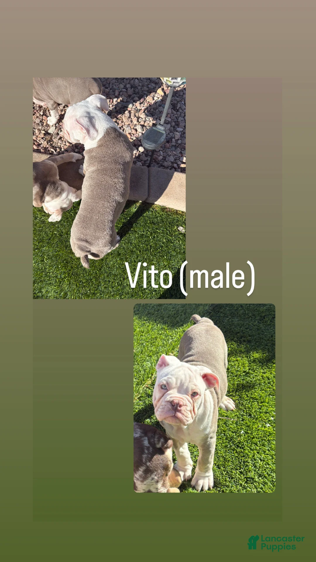 Olde English Bulldogge dogs for sale: Olde English Bulldogge Puppy 2 - Ad 6