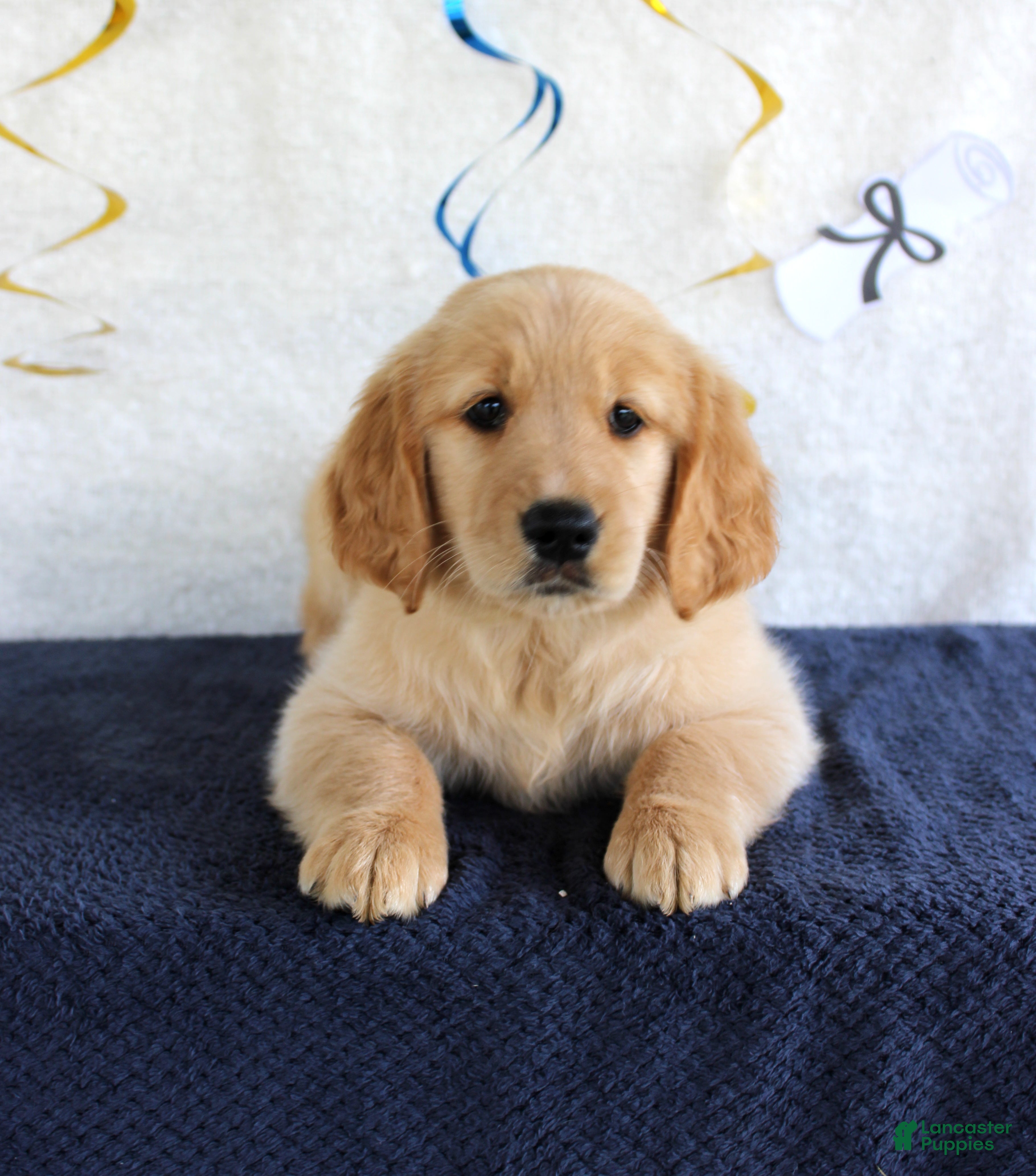 Golden Retriever dogs Heather - Ad 4
